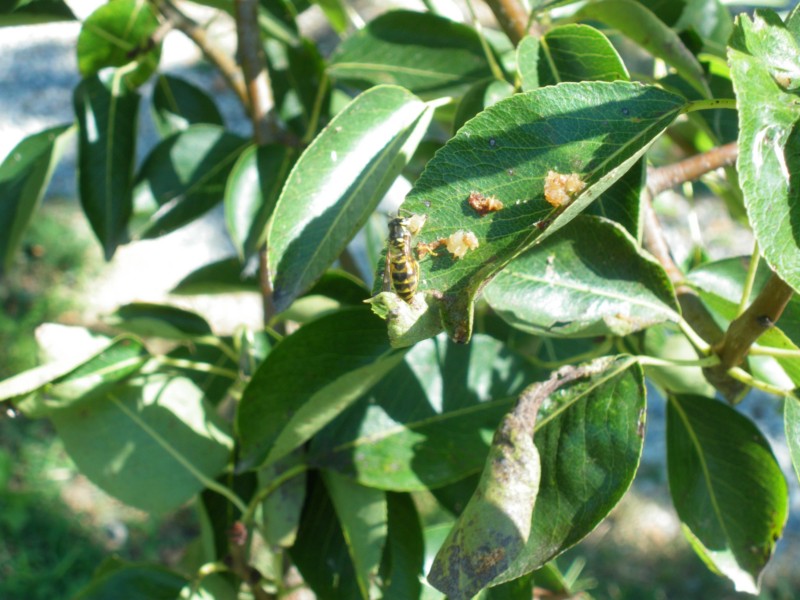 Vespula germanica